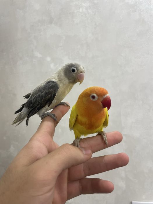 ручной неразлучник сотилади