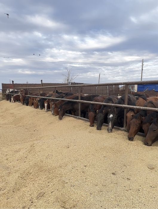 Лошади с откорма конина тай мясо ет