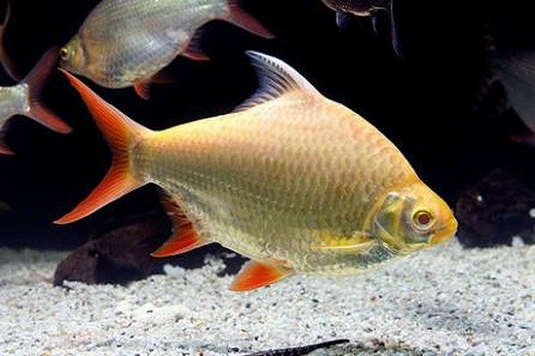 Продам  - барбус лещевидный золотой