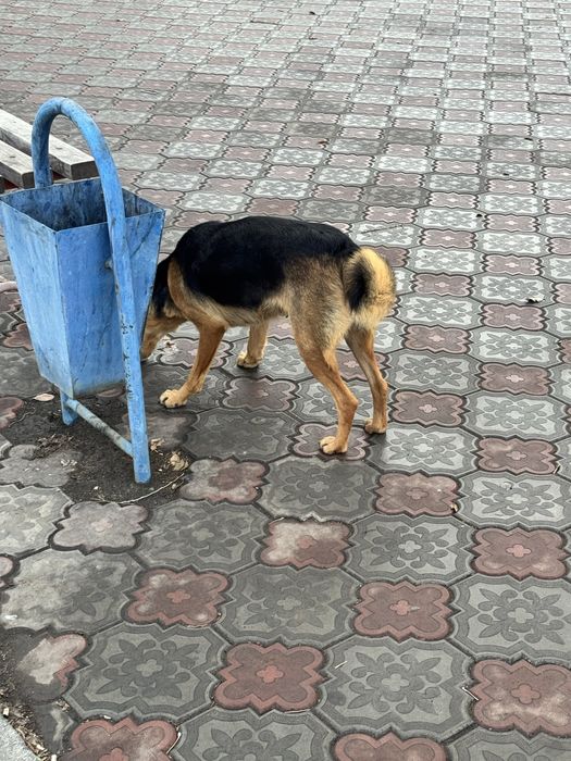 Ищем дом для собачки