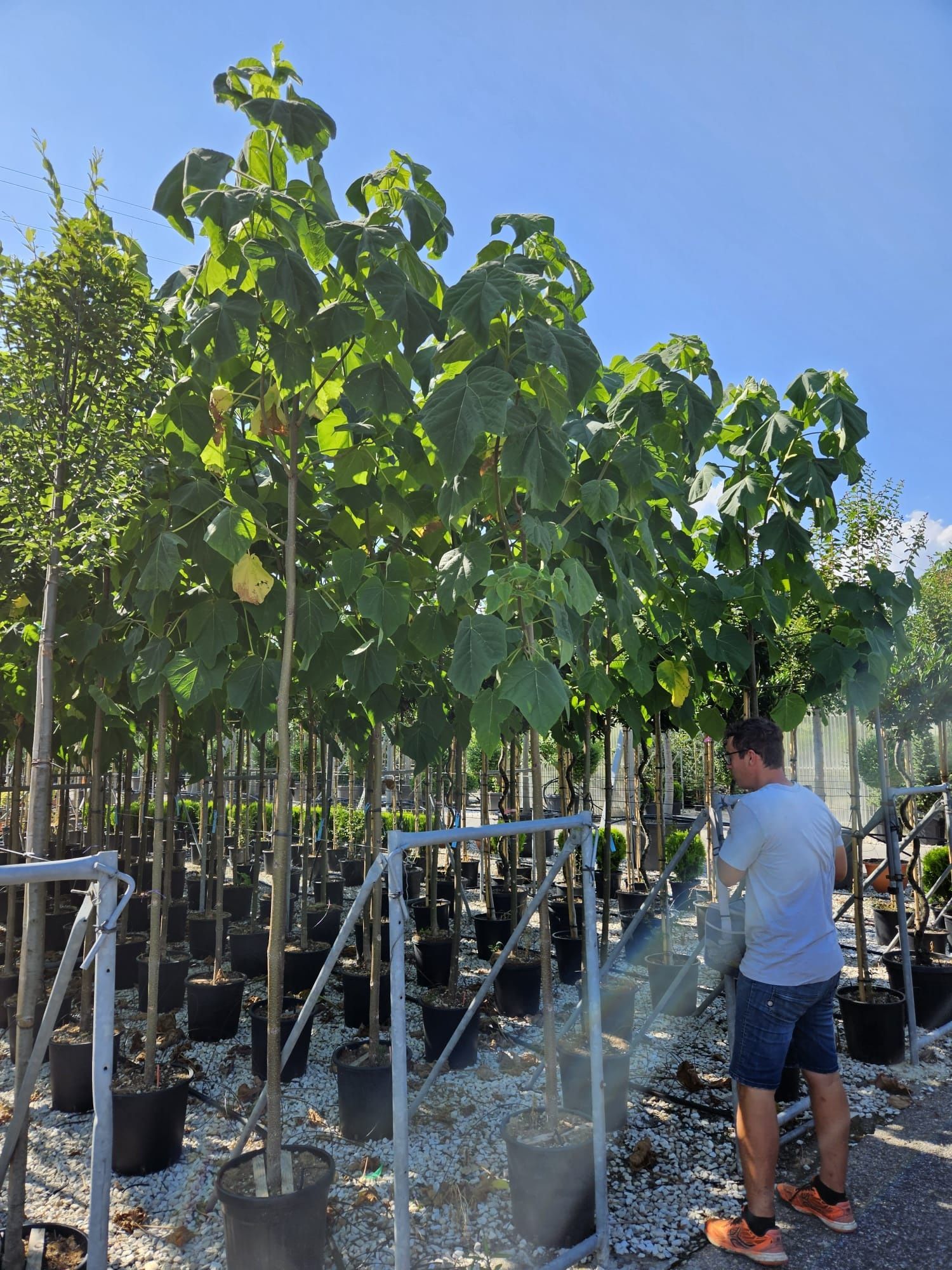 Vand Paulownia ( copac cu coaroana formata )