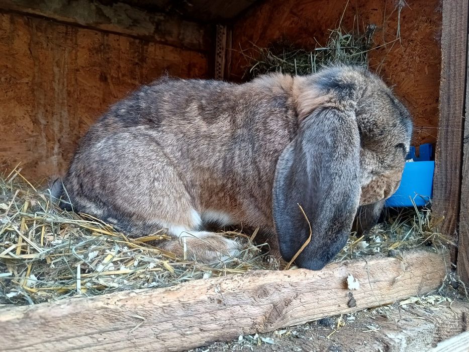 Iepuri berbec german