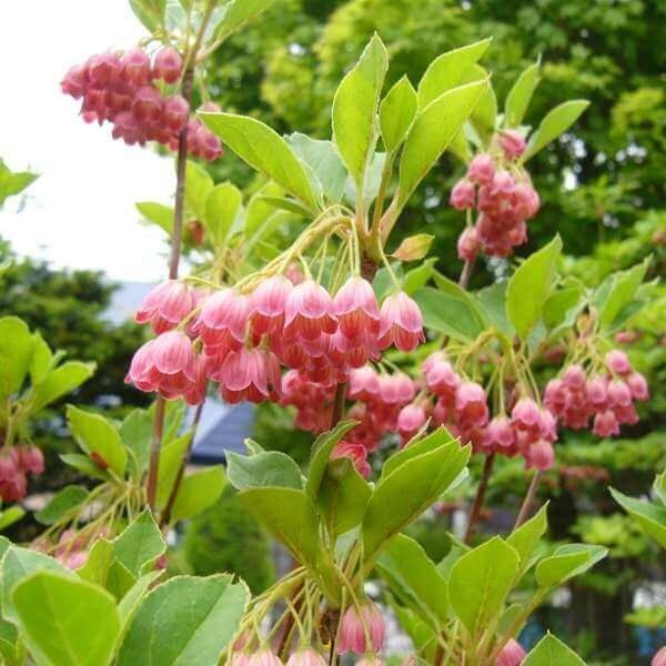 Енкиантус кампанулис/ enkianthus campanulatus