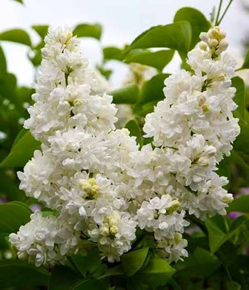 Pomi Oranamentali (Liliac Syringa Tip Copac )