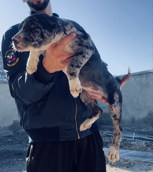 Щенки бутбуля XXl  Мерел