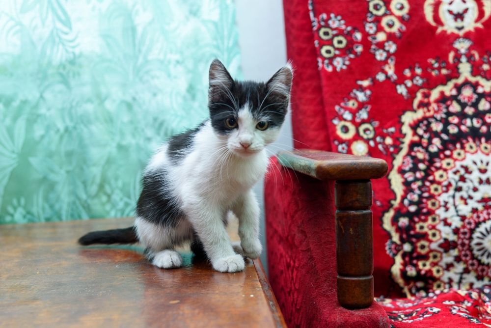 Котенок девочка.