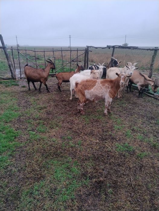 Vând capre bune de lapte