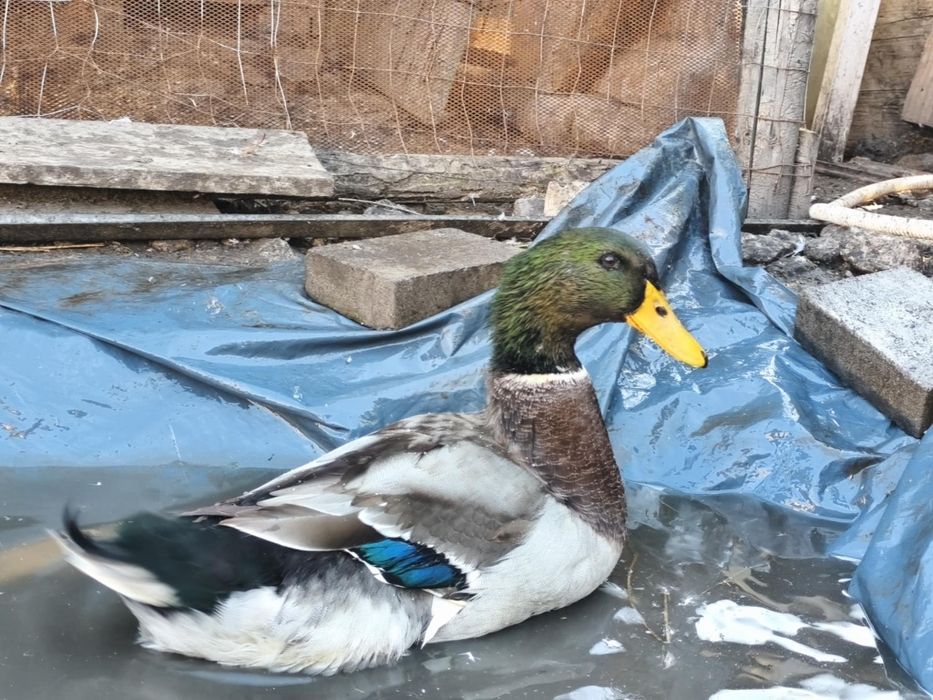 Vanda rața si gaște de casa