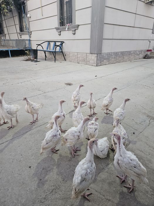 Индюк. Индук балапандаоы сатылады. Продоется индушята