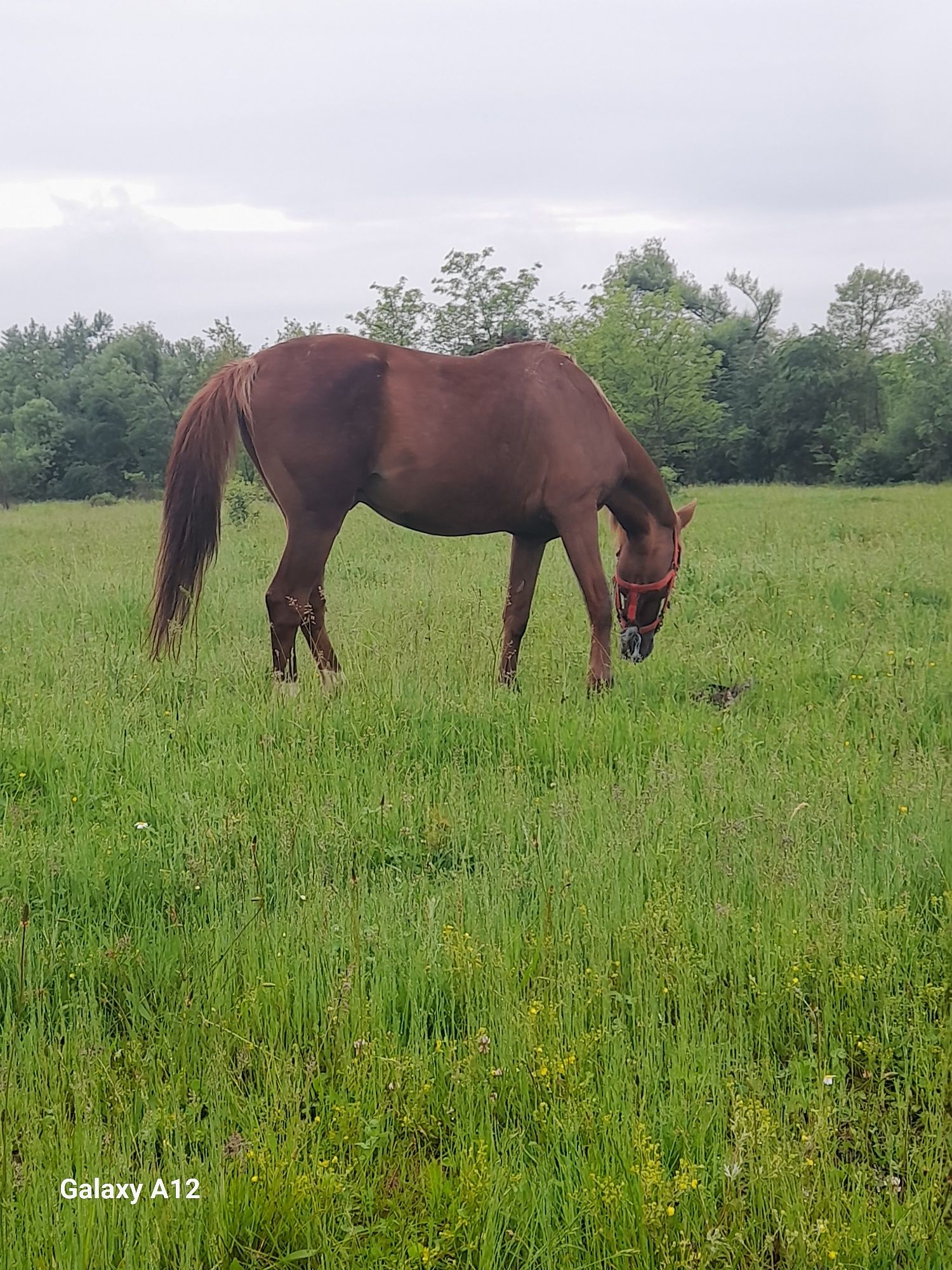 Vând armăsar 8 ani bun pentru muncile agricole