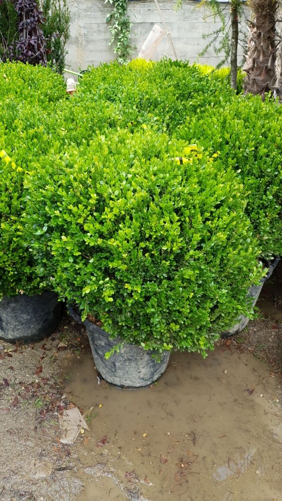 Vindem diferite specii de plante ornamentale  japonica prunus pissardi