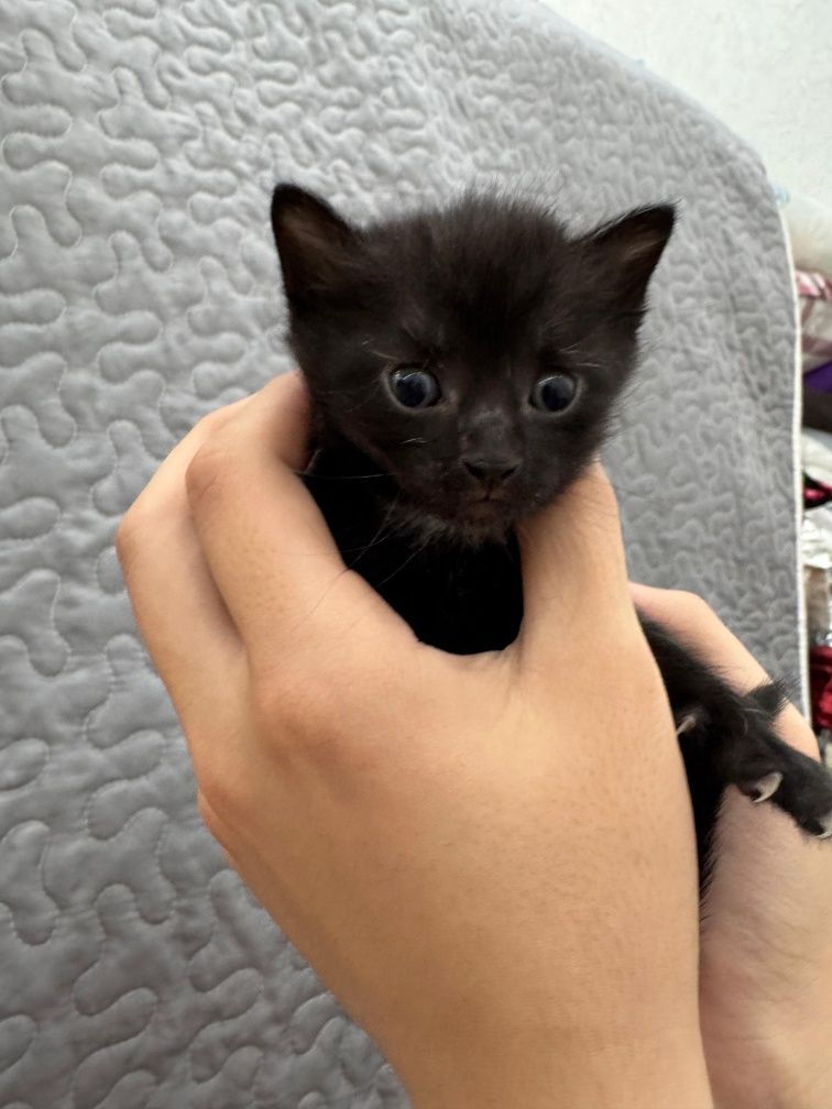 котята ищут себе хороших хозяев