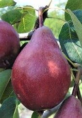 Par Soiul (ROSIOARA de  CLUJ )