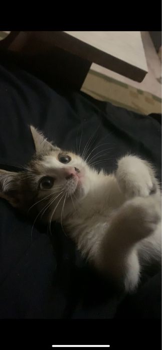 котенок девочка в добрые руки