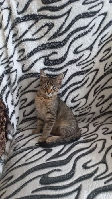 Пропал Кот по кличке Кузя