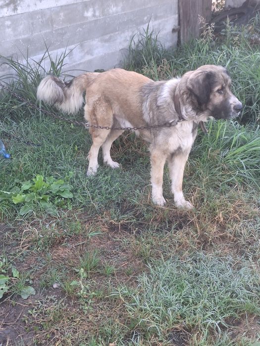 Donez ciine ciobanesc de bucovina