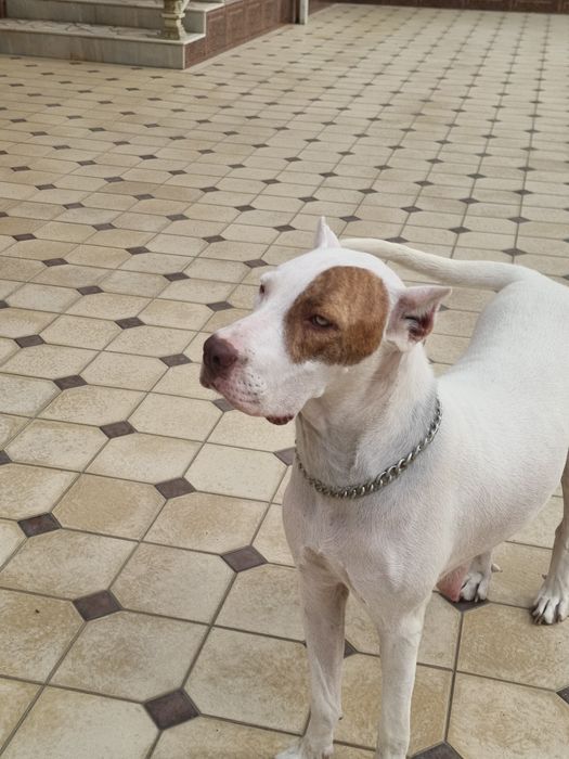Pitbull..bollari sotiladi garantyasi bor tozza narsalar.