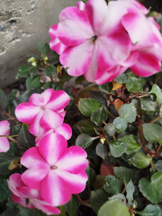 Продам бальзамин двухцветный