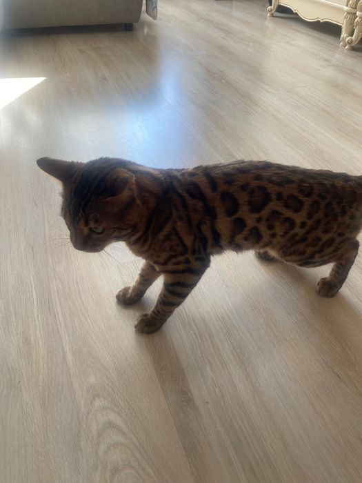 Продам бенгальского кота . 1 год и 4 месяца . Приучен к лотку