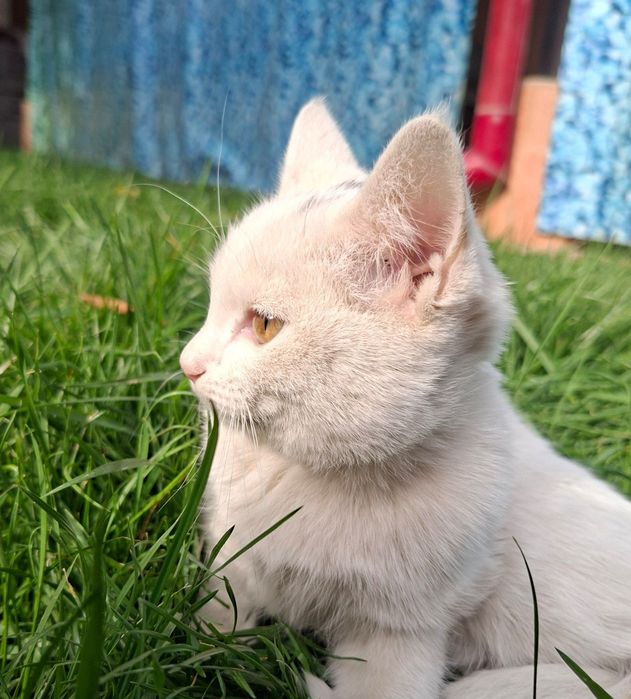 Кошечки в хорошие руки!!
