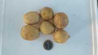Пресени картофи реколта 2024