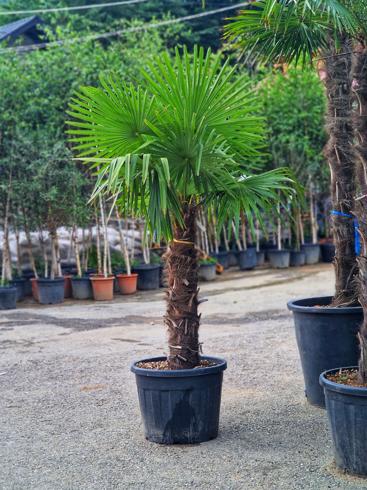 Palmieri rezistenți la îngheț,trachycarpus fortunei,cycas,washingtonia