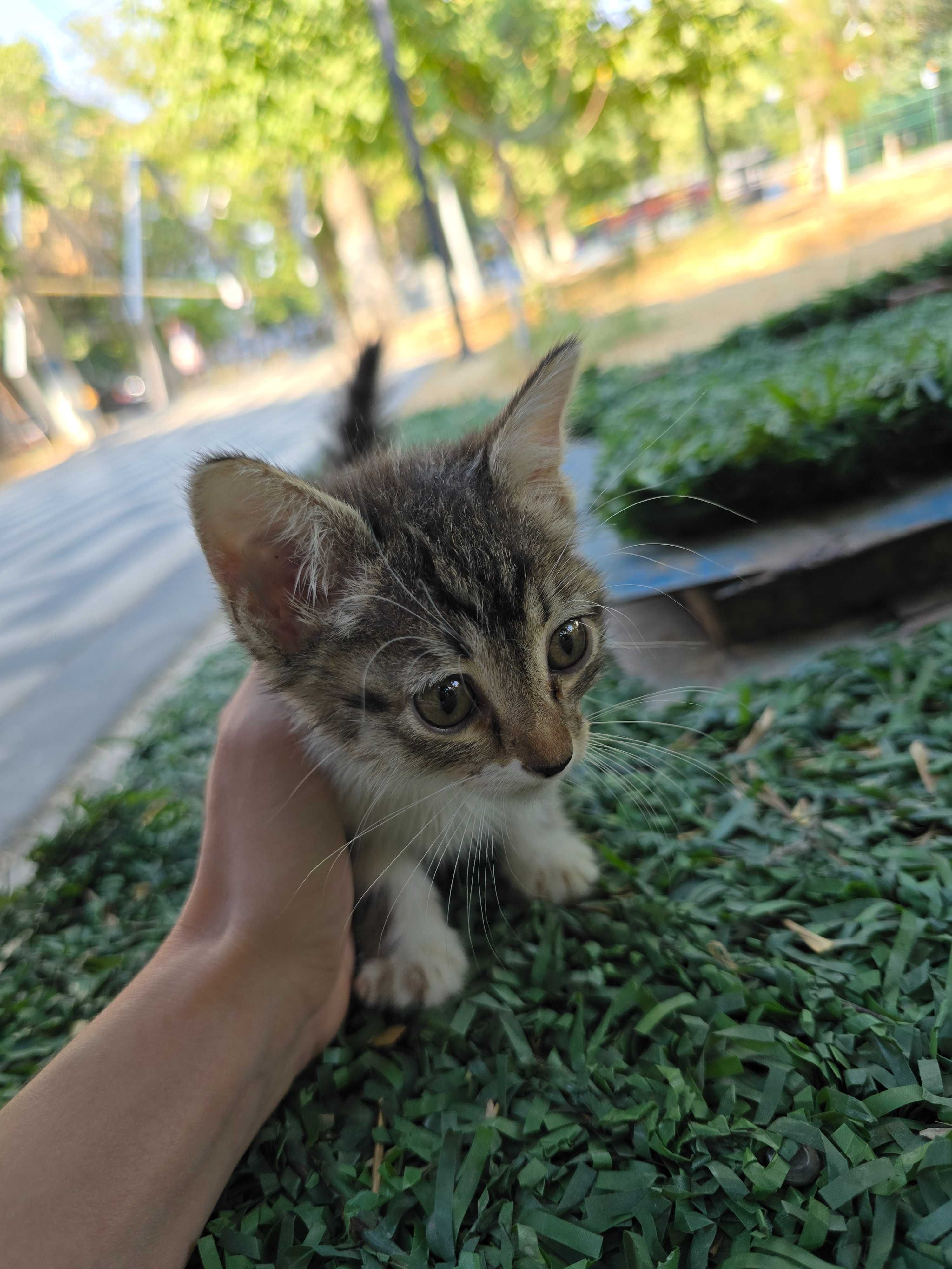 Котёнок, девочка, 1-2 месяца