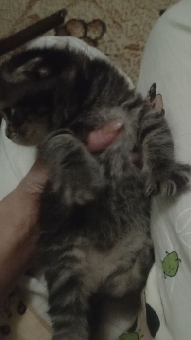 пародистые котята британский веслаух Zotli mushuklar sotiladi