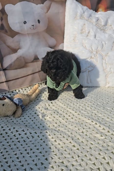 Мини пудел с родословие- 5 поколения назад