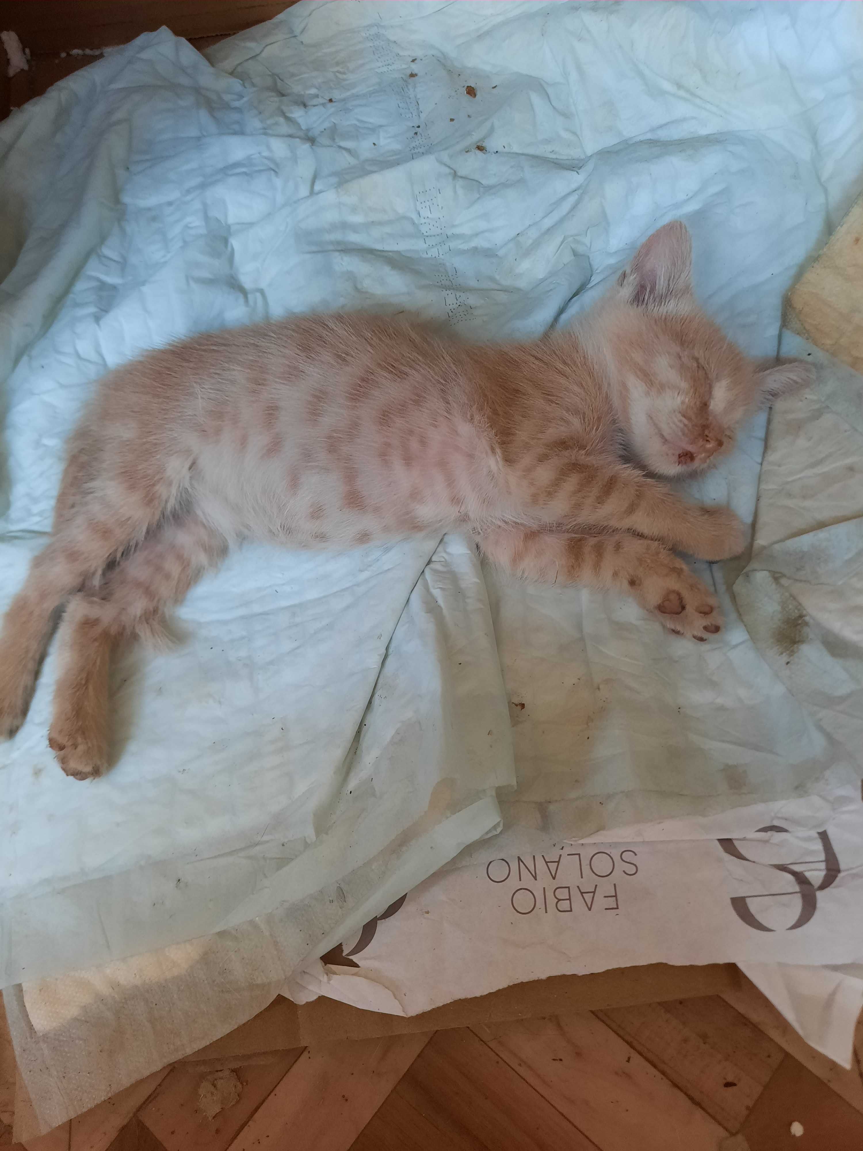 Котята в добрые, любящие руки.