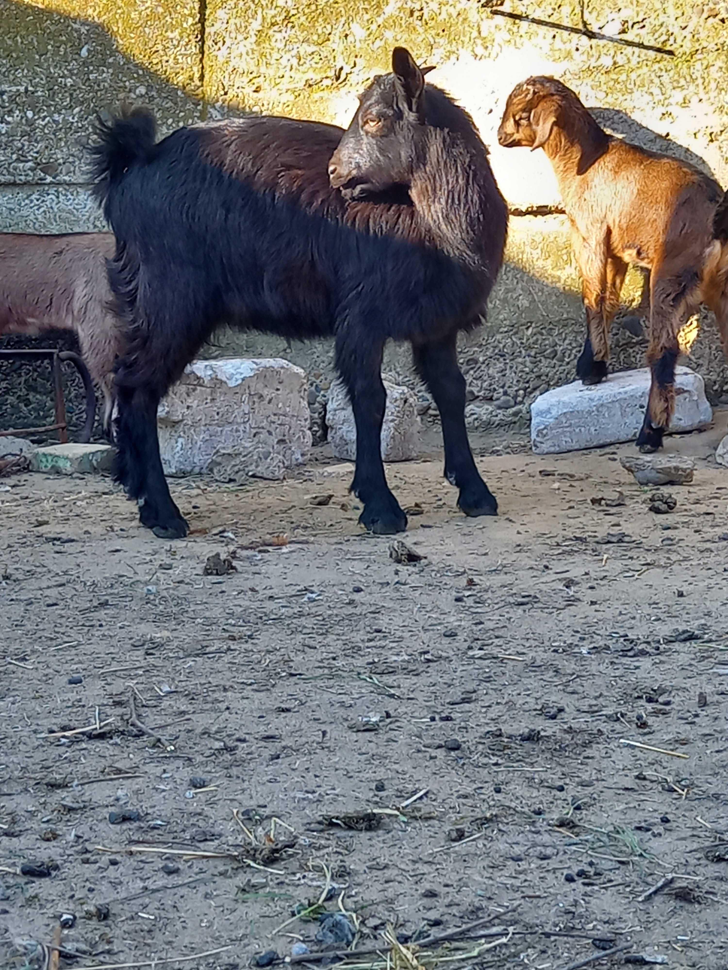 Capre si iezi de vanzare