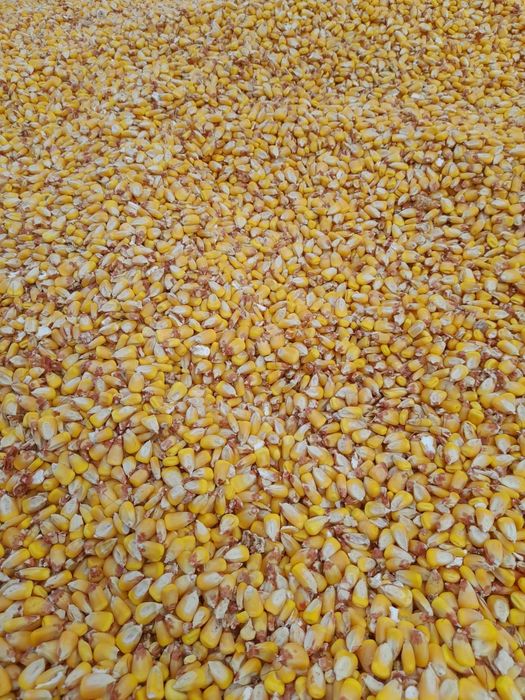 Vand porumb boabe 0.95bani/ kg