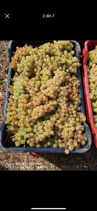 Struguri pentru vin