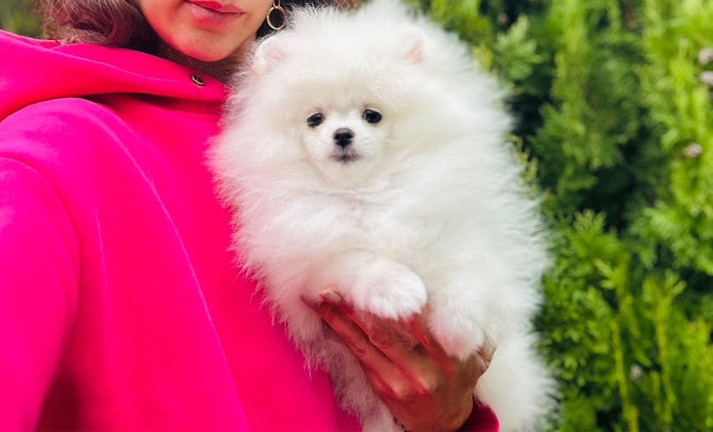 Pomeranian Alb. Superb și mini