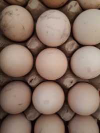 Домашние куриные яйца, для инкубации  ПОДОЙДУТ
