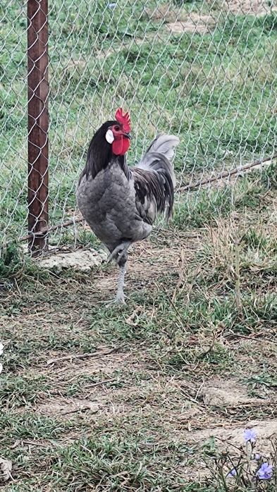 Vindem Rate macanitoare tinere din primavara , cocoși