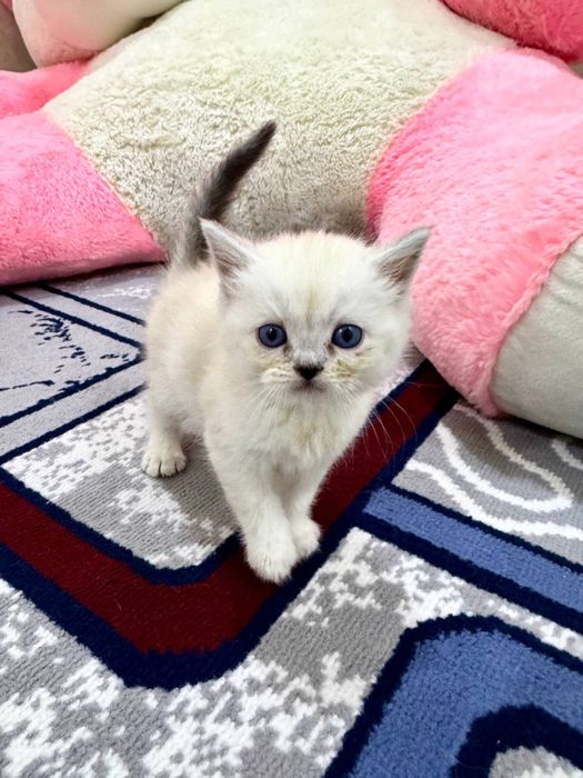 серебристая шиншилла