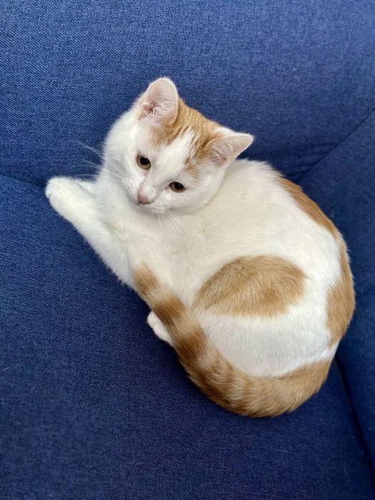 Motanel pentru adoptie