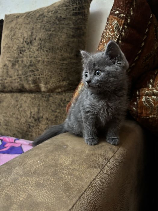 Отдам в хорршие руки котенка