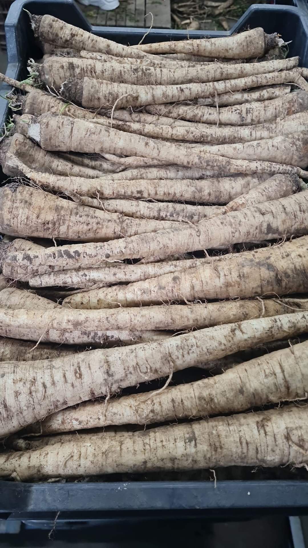 Morcov pătrunjel pastarnac ceapa sfecla roșie