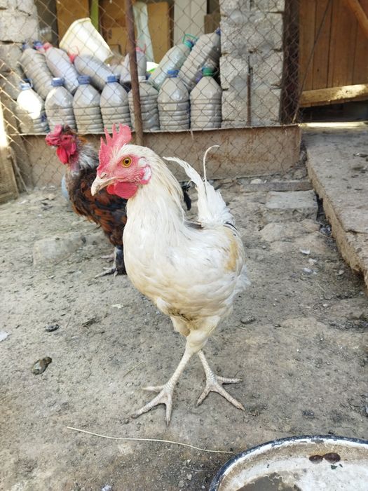 Продаются молодые петушки