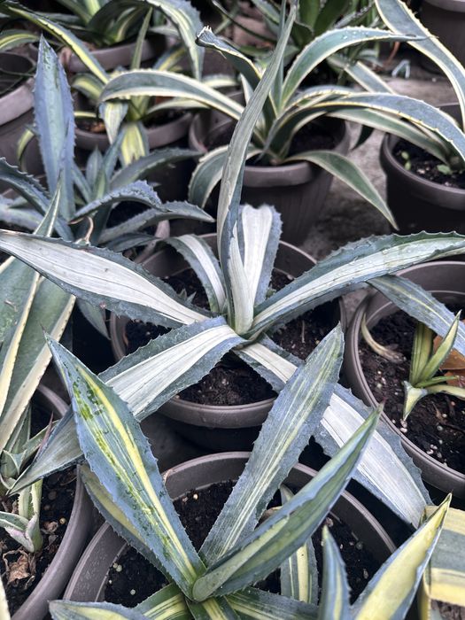 Agave de vanzare