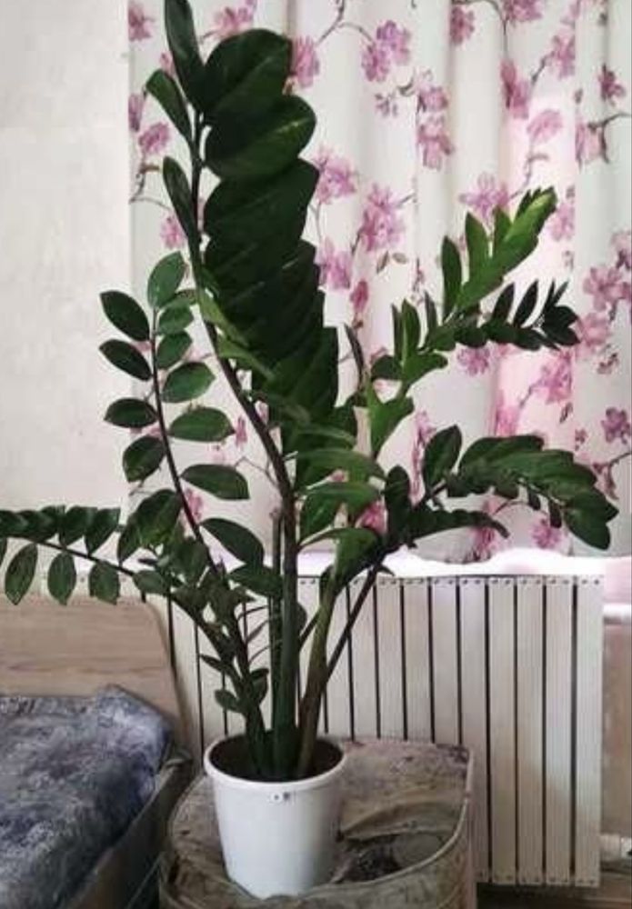 Продам Замиокулькас  (Долларовое дерево) растение для дома и офиса.