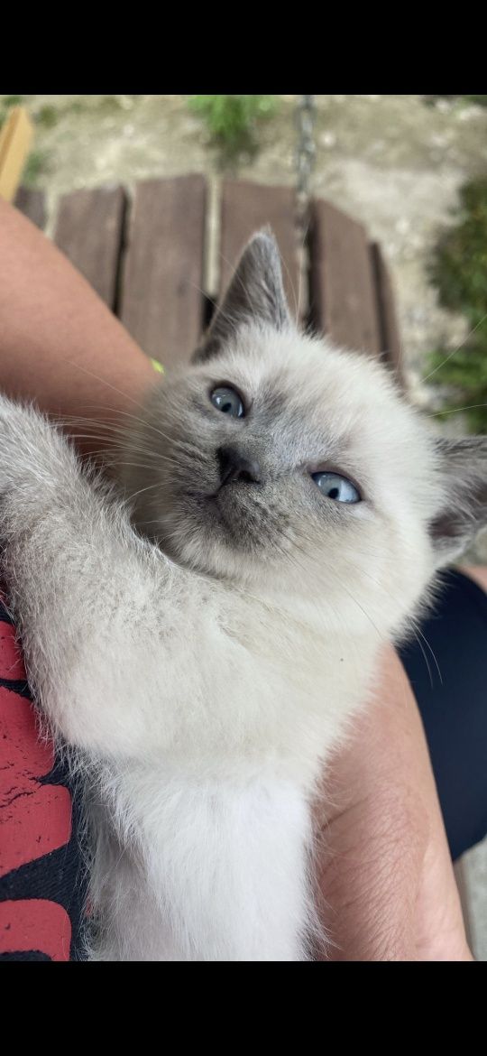 British shorthair