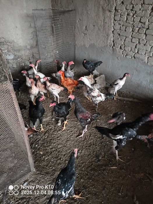 Жужала сотилади шу йилги