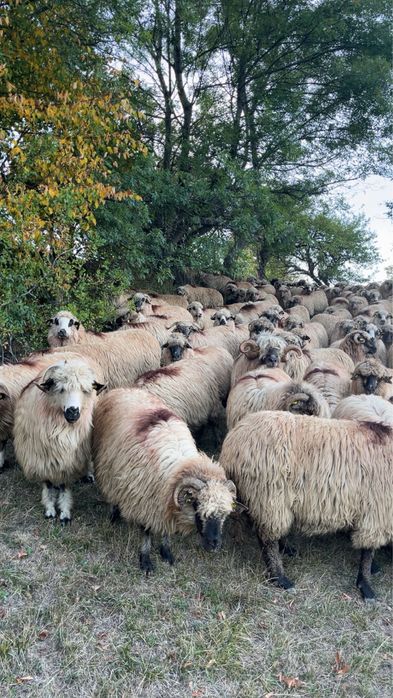 Oi bucalai si oacchese