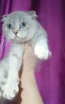 Шотландская вислоухая кошка! Скотиш фолд