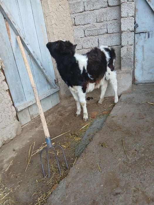 Срочни гунажнча сотлади окатга крган