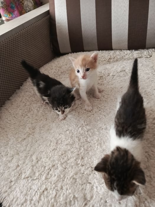 отдам котят в хорошие руки