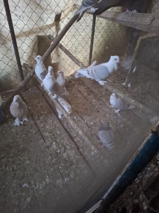 Porumbei Satineți